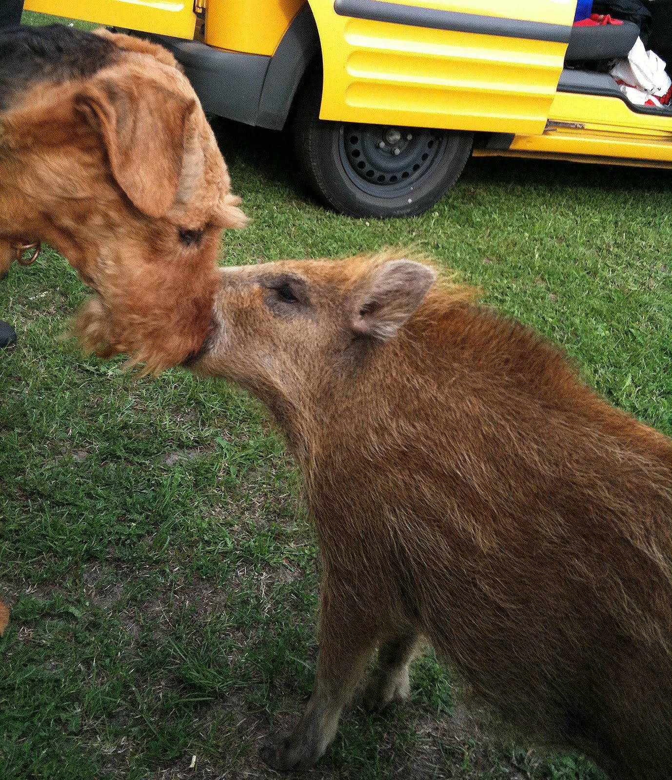 Airedale Terrier v. d. Christinenheide: 2010